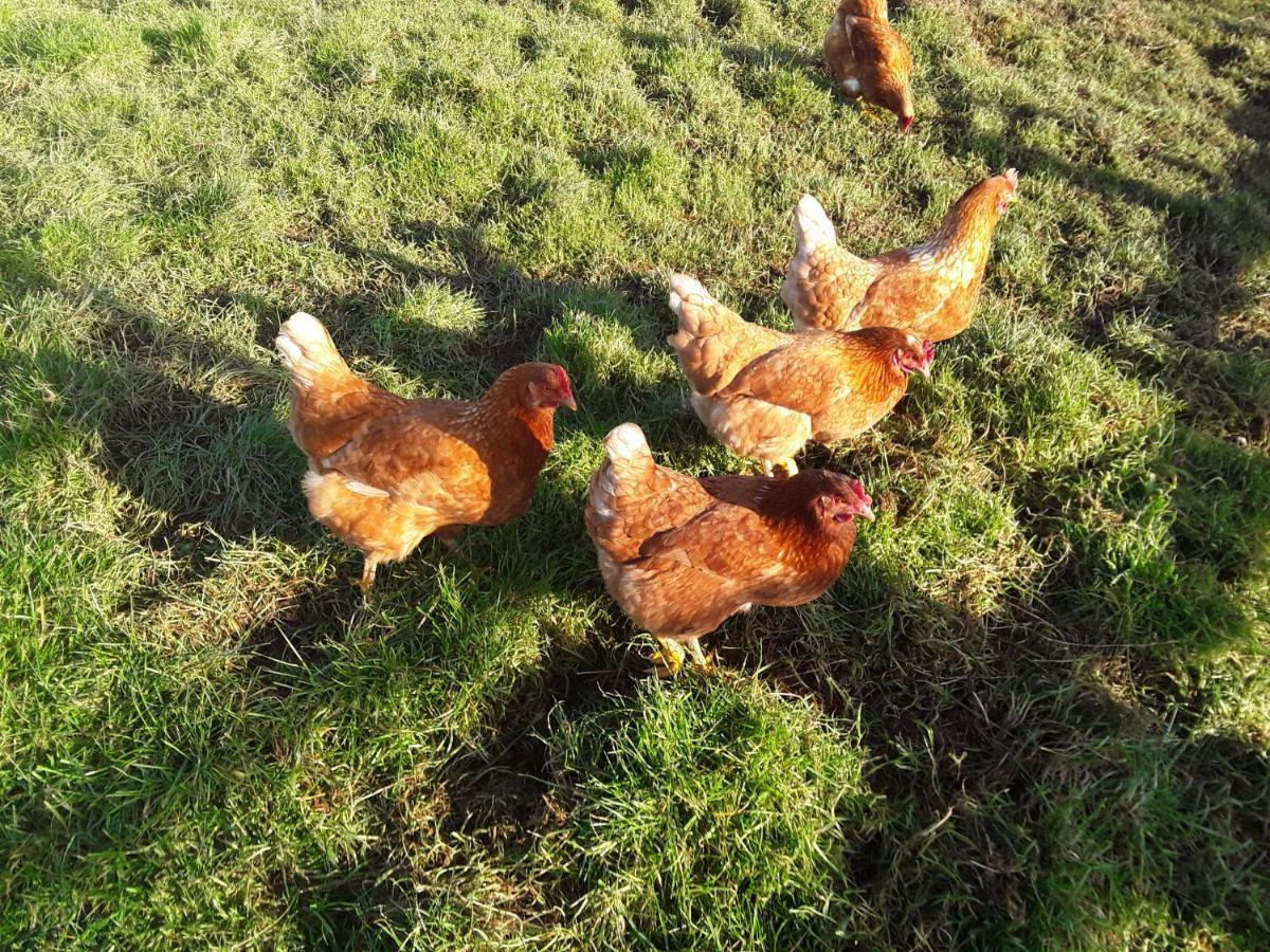 Sharlands Farm Bed And Breakfast Bude Dış mekan fotoğraf